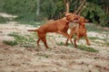 Two brown young dogs of the Hungarian Vizsla breed are playing in the meadow on a summer day. The concept of goods for animals,