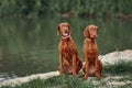 Two brown young dogs of the Hungarian Vizsla breed are playing in the meadow on a summer day. The concept of goods for animals,