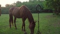 two brown young horses walk in forest meadow passing ring light on tripod