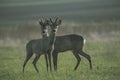 Two buck deer in the wild