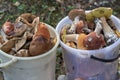 Two buckets of forest mushrooms stand on the grass