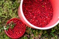 Two buckets full of wild lingonberry in northern autumn forest