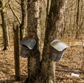Two Buckets on Maple Tree Collecting Sap Royalty Free Stock Photo