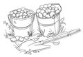 Two buckets of potatoes and a shovel. Autumn vegetable harvest. Hand drawn black and white line vector sketch