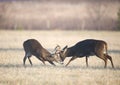 Two bucks fighting Royalty Free Stock Photo