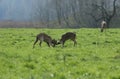 Bucks fighting while another one feeds in the background Royalty Free Stock Photo