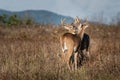 Two bucks grooming each other