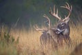 Two bucks grooming each other