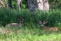 Two Bucks in Spring Velvet Royalty Free Stock Photo