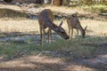 Two Bucks in Yosemite Royalty Free Stock Photo