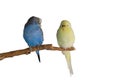 Two budgerigar siting on a branch isolated on white background Royalty Free Stock Photo