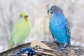 Two budgerigar sitting on a cage Royalty Free Stock Photo