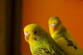 Two budgerigars Royalty Free Stock Photo