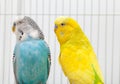 Two budgerigars in cage
