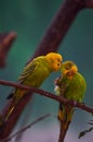 Two budgerigars sharing a moment Royalty Free Stock Photo