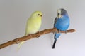 Two budgerigars sits on a branch Royalty Free Stock Photo