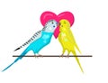 Two budgie birds are kissing, cute couple of birds Royalty Free Stock Photo