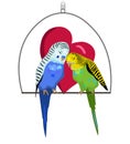 Two budgie birds are in love, cute couple of birds Royalty Free Stock Photo