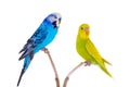 Two budgie isolated on white background Royalty Free Stock Photo