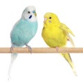 Two Budgie sit on a perch