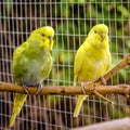 Two Budgies