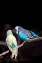 Two budgies Royalty Free Stock Photo
