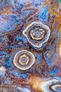 Two Buds of Agate Royalty Free Stock Photo