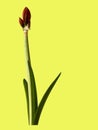 Two buds of amaryllis plant isolated on yellow background, closeup