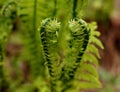 Two buds of the fern