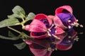 Two buds of fuchsia flower isolated on black background Royalty Free Stock Photo