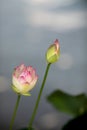 two buds of a lotus flower, water lily Royalty Free Stock Photo