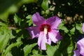 Two buds and one pink crimsoneyed flower of Hibiscus syriacus Royalty Free Stock Photo