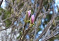 Two buds of pink (purple) magnolia on a branch on a green park background
