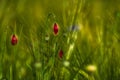 Two buds of poppies in the grass Royalty Free Stock Photo