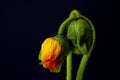 Two buds of poppy Royalty Free Stock Photo