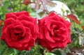 Two buds of a red rose with raindrops close-up. Beautiful background with roses. Red roses bloom in the garden. Morning dew on Royalty Free Stock Photo