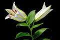 Two buds of of white oriental lily, isolated on black background Royalty Free Stock Photo