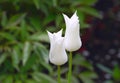 Two buds of white tulips with drops of water after a rain Royalty Free Stock Photo