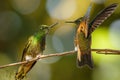 Two Buff-tailed Coronet Hummingbirds, Mindo in Ecuador Royalty Free Stock Photo