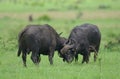 Two buffalo bulls fighting in Kruger Park Royalty Free Stock Photo