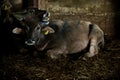 Two buffalo sat on the ground in the slaughterhouse. One was crying, with a startled and terrified gesture. Poor eyes and compassi