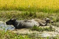 Two buffalo sleeping in mud