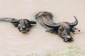 Two buffalo swimming in canal water