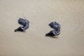 Two buffalo swimming in the muddy river, Myanmar Royalty Free Stock Photo