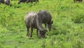 Two buffaloes are grazing together