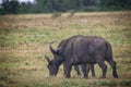 Two buffalos in Addo National Park in South Africa