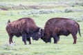 Two buffalos fighting Royalty Free Stock Photo