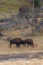 Two buffalos fighting in the Yellowstone National Park Royalty Free Stock Photo