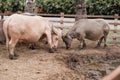 Two Buffalos play fighting in a farm. Royalty Free Stock Photo