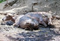 Two buffalos relaxing in puddle Royalty Free Stock Photo